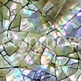 mactan-blacklip-pearl-1x8